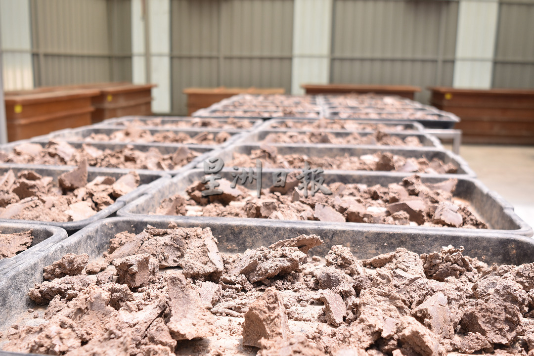 （大北马）杨顺兴：“飞机金鱼商标峇拉煎”