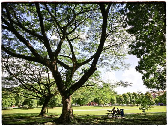 Frank Wong／真假鱿鱼