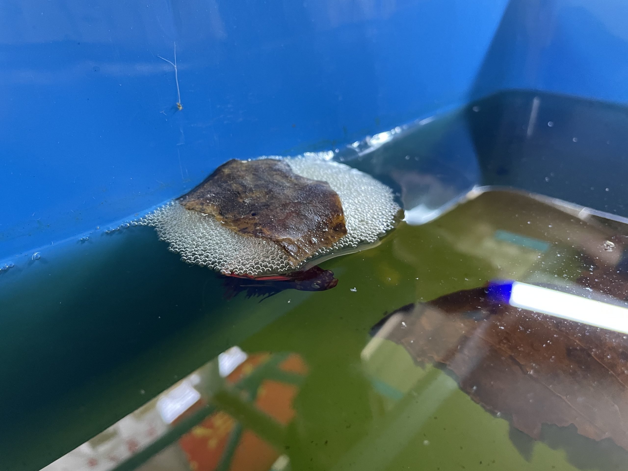 ns汝来:童年的斗鱼不再打架,凭着色彩绚丽的外表,俘虏人心