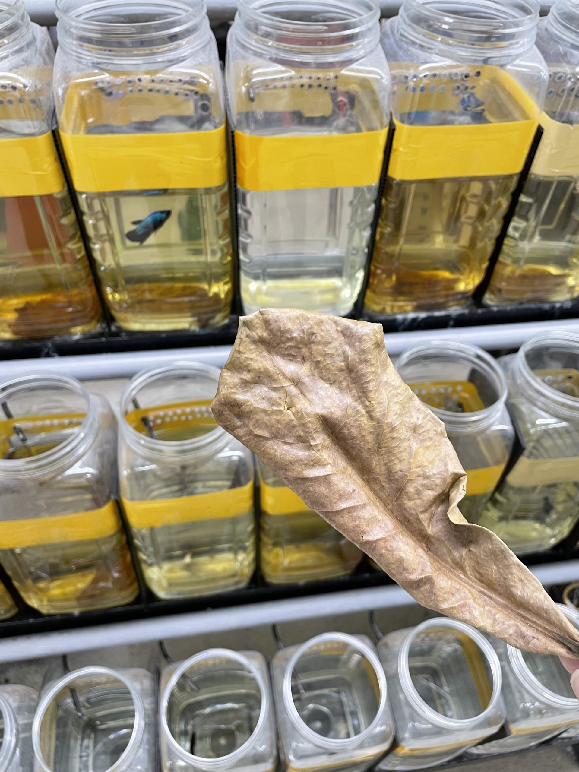 ns汝来：童年的斗鱼不再打架，凭着色彩绚丽的外表，俘虏人心