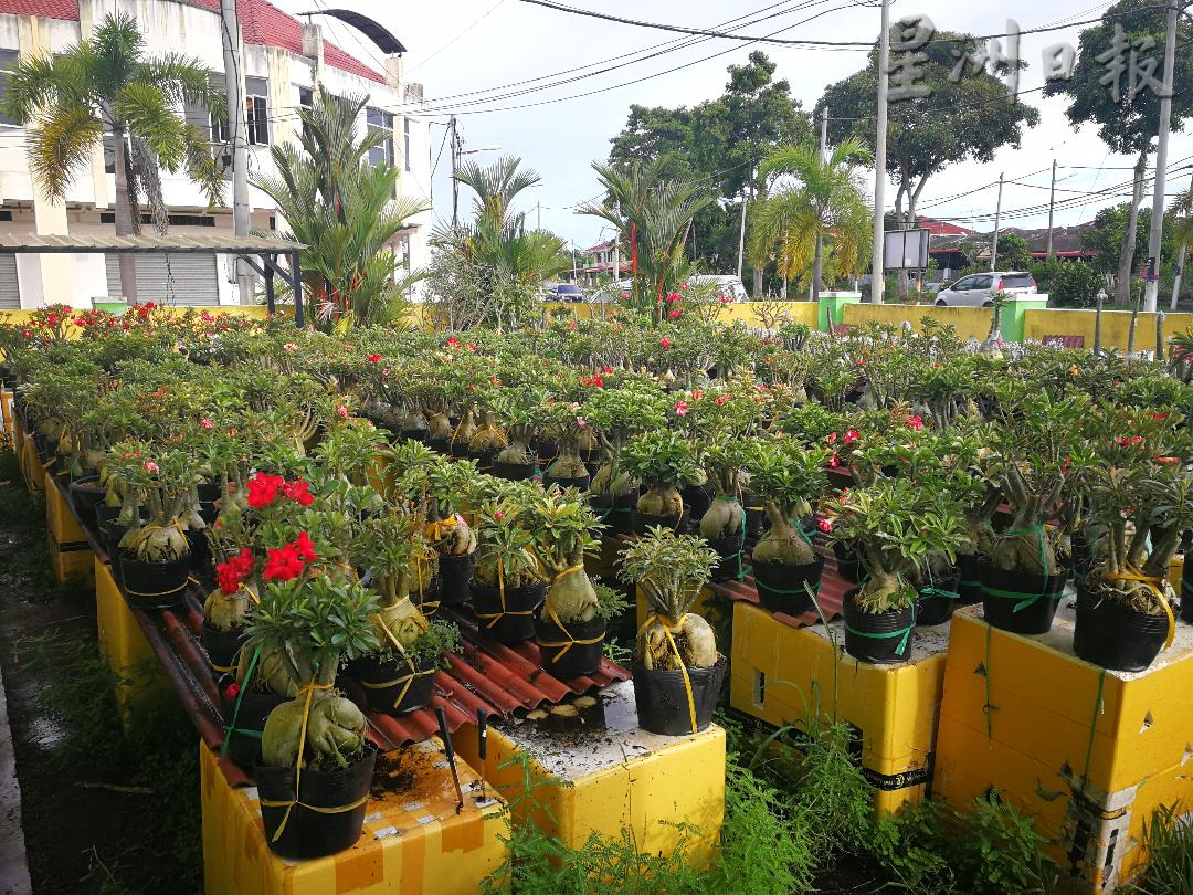 ★11月29日刊登/大霹雳封底主文/【农的传人】/富贵花