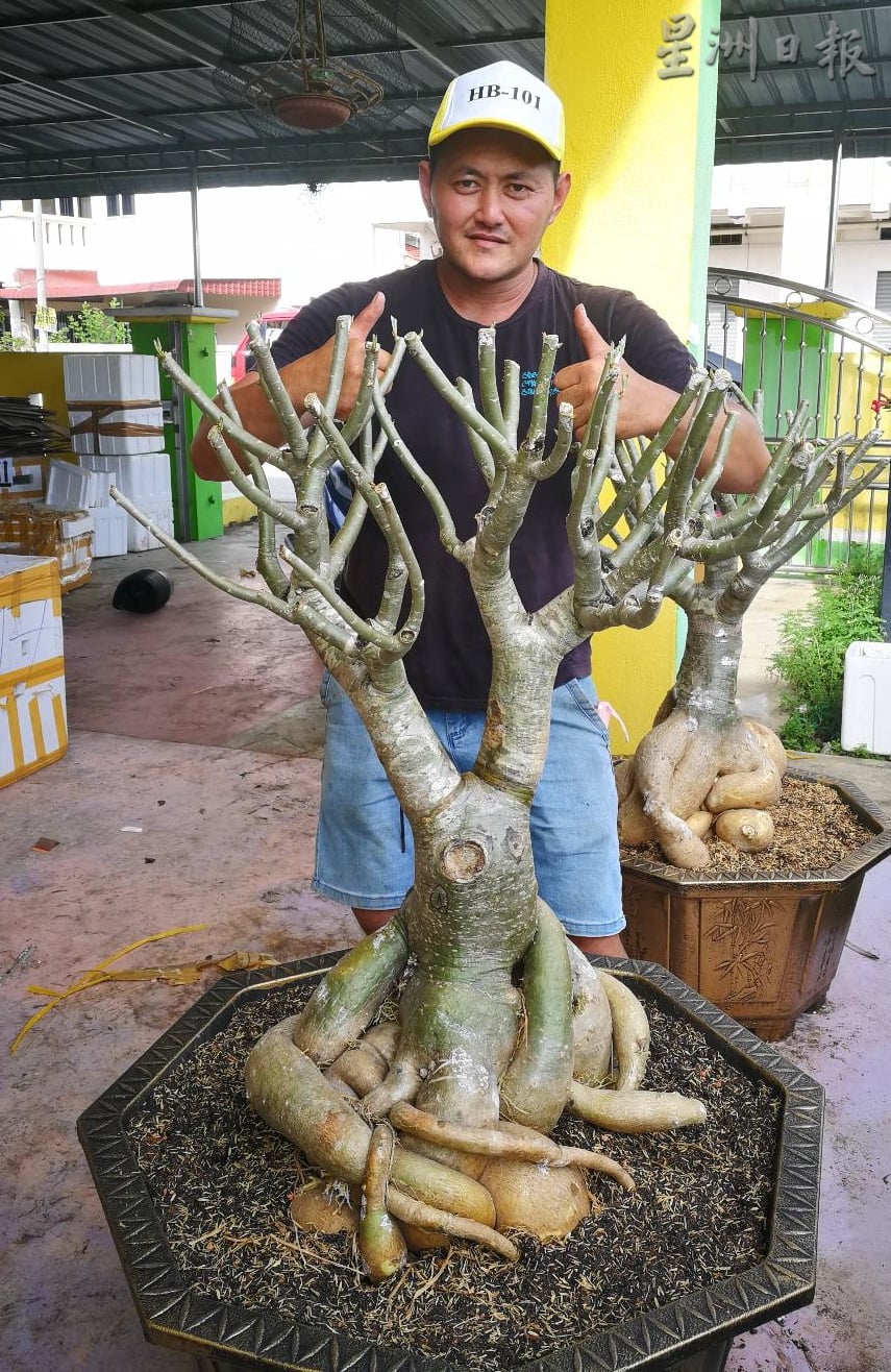 ★11月29日刊登/大霹雳封底主文/【农的传人】/富贵花