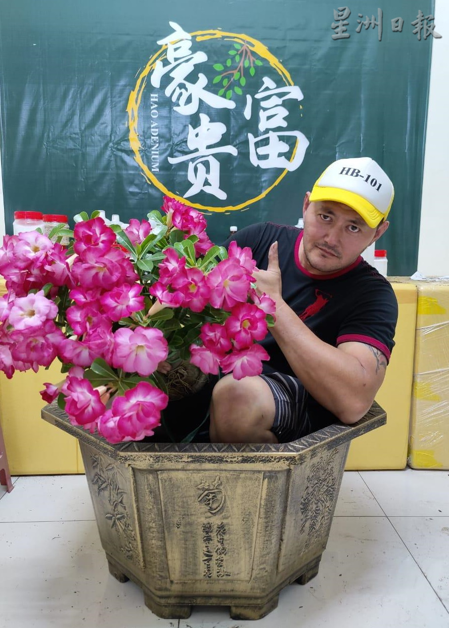 ★11月29日刊登/大霹雳封底主文/【农的传人】/富贵花