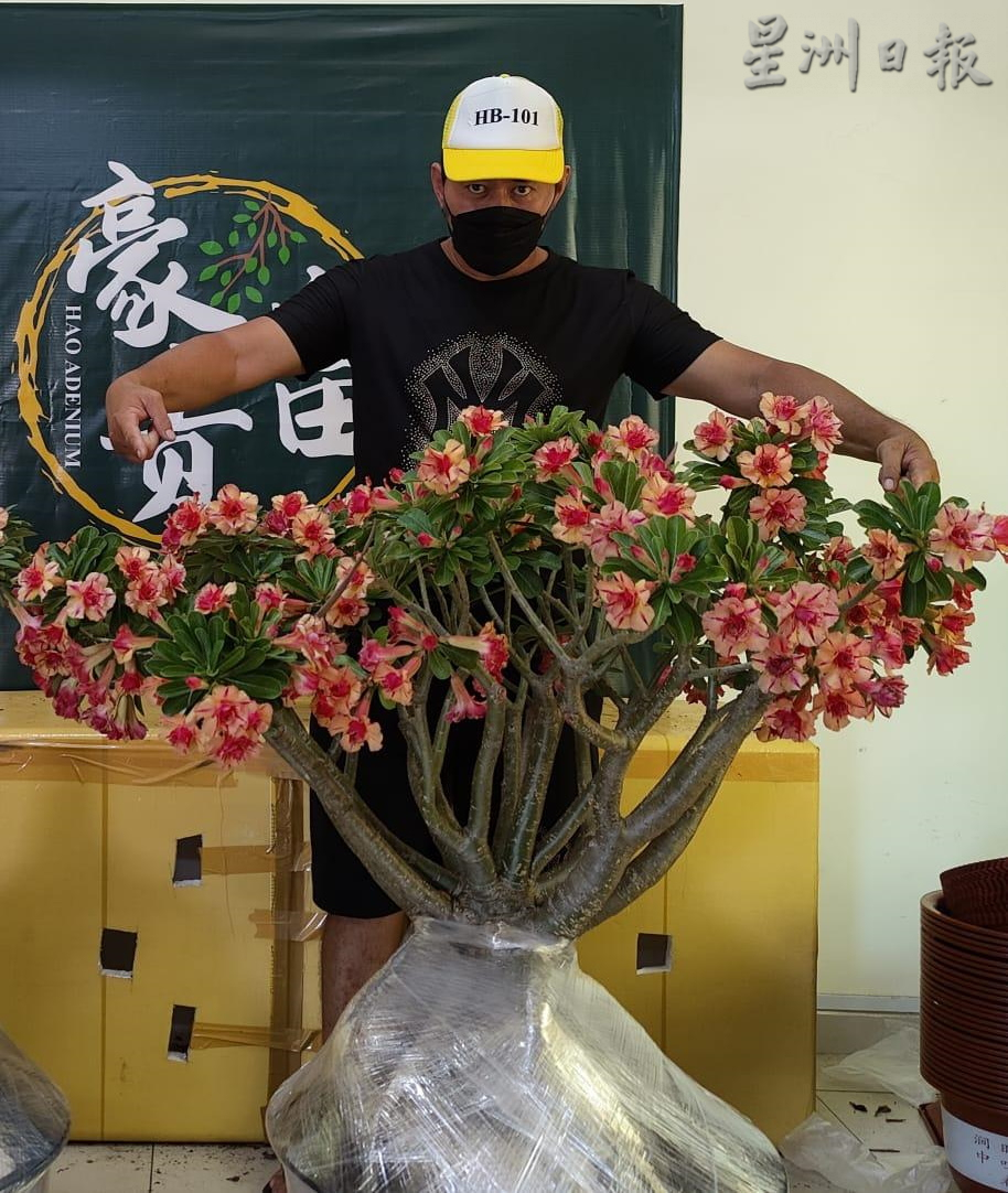 ★11月29日刊登/大霹雳封底主文/【农的传人】/富贵花