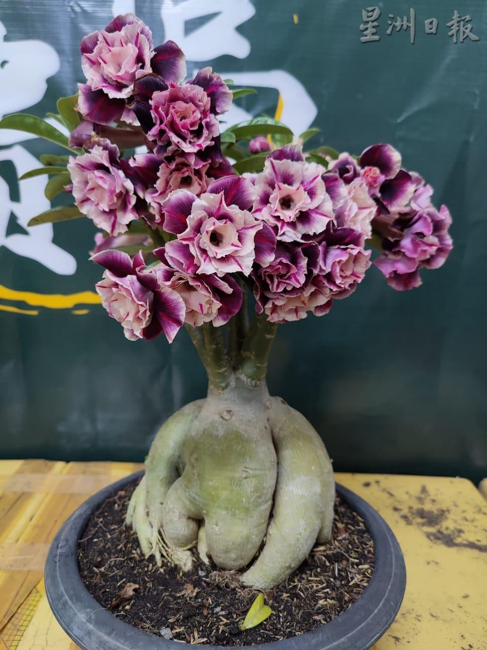 ★11月29日刊登/大霹雳封底主文/【农的传人】/富贵花