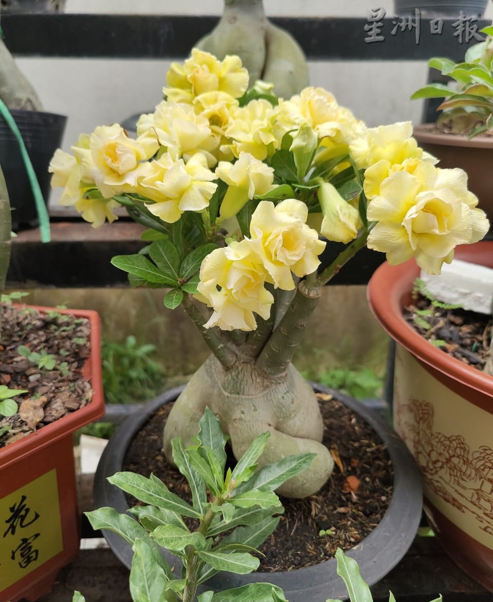 ★11月29日刊登/大霹雳封底主文/【农的传人】/富贵花