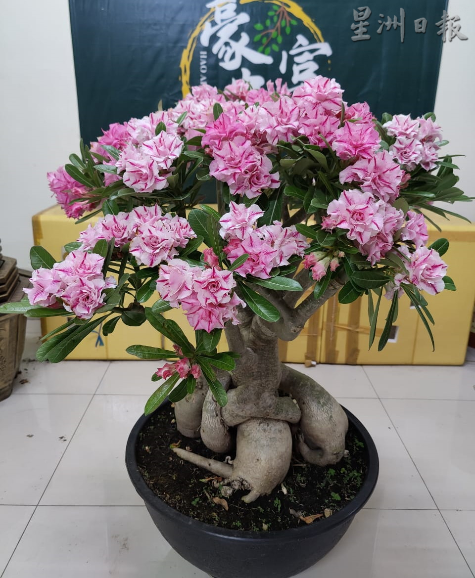 ★11月29日刊登/大霹雳封底主文/【农的传人】/富贵花