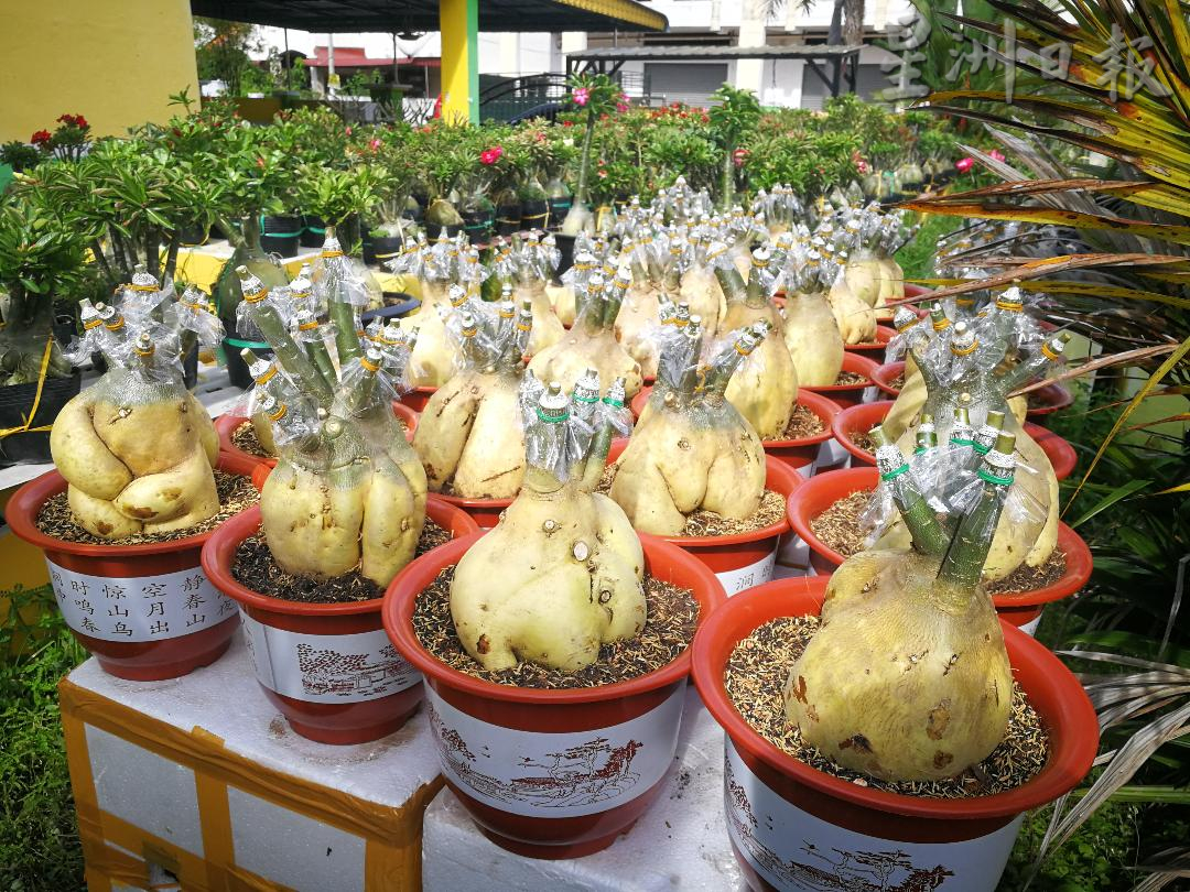 ★11月29日刊登/大霹雳封底主文/【农的传人】/富贵花