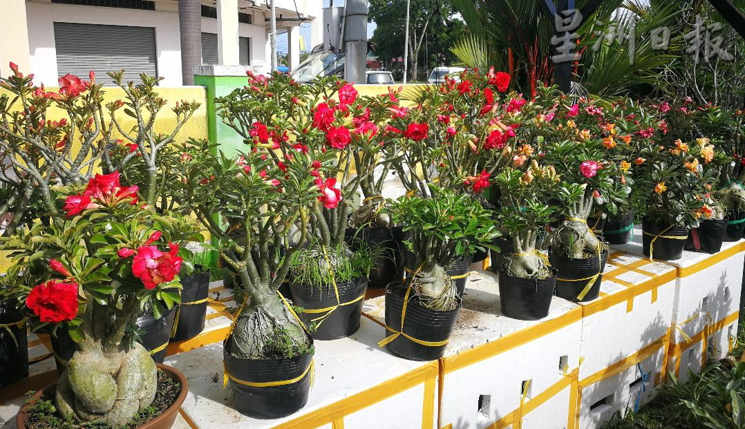 ★11月29日刊登/大霹雳封底主文/【农的传人】/富贵花