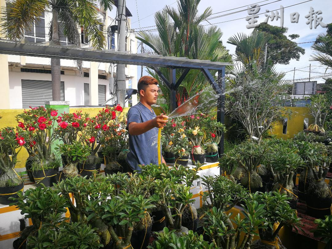 ★11月29日刊登/大霹雳封底主文/【农的传人】/富贵花