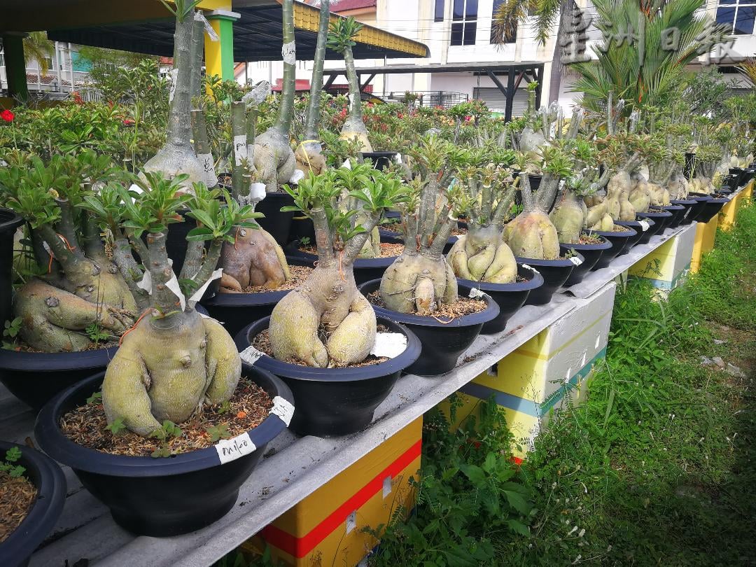 ★11月29日刊登/大霹雳封底主文/【农的传人】/富贵花