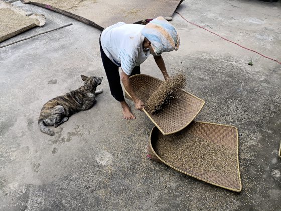 【古晋笔记】蔡羽／跟着历法出海下田！