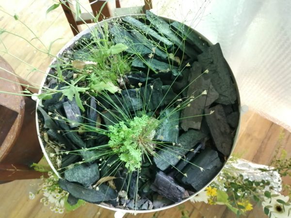 【大牌档】张丽珠／再说炭