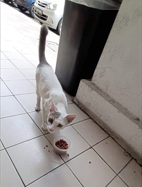 从流浪猫到家猫，Clover开启幸福猫生