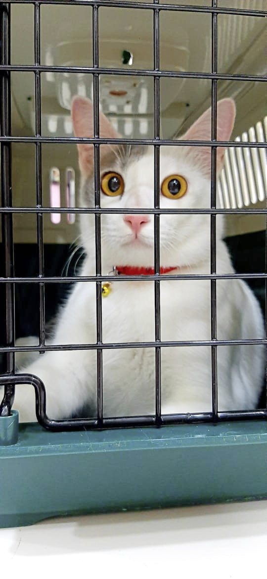 从流浪猫到家猫，Clover开启幸福猫生