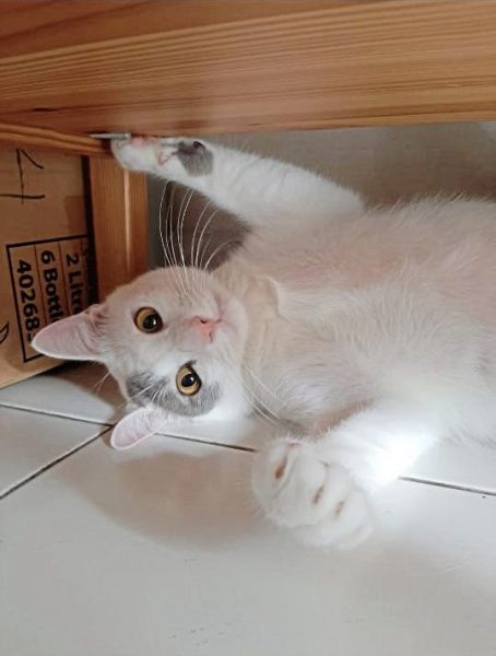 从流浪猫到家猫，Clover开启幸福猫生