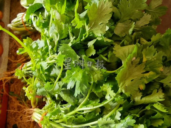 供FB/供应不足 肥料涨价,菜价飙涨或持续至新春