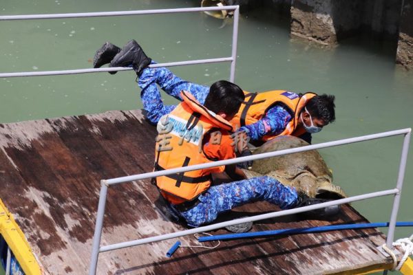 供FB／大海龟误闯发电站海域，民防队解救重回大海