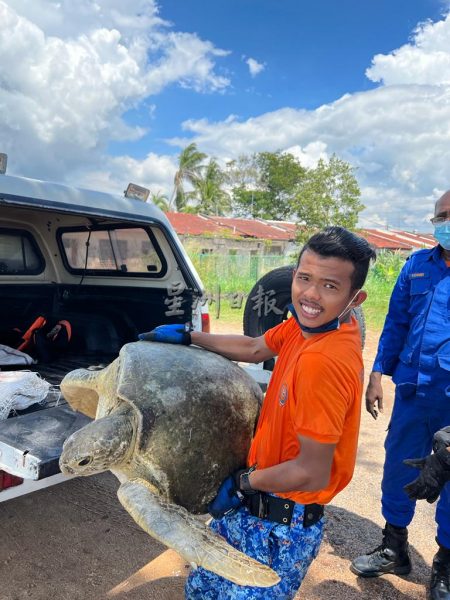 供FB／大海龟误闯发电站海域，民防队解救重回大海