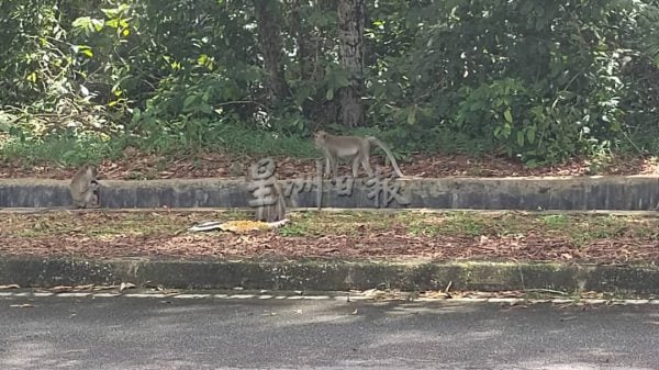 供FB/猴子及山猪住区乱窜,居民心慌 议员头痛