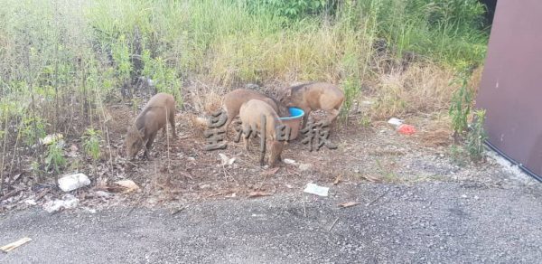 供FB/猴子及山猪住区乱窜,居民心慌 议员头痛