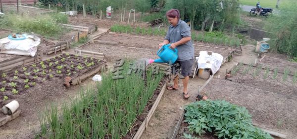 供FB/菜价高涨后,菜园频现偷菜贼