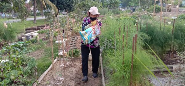 供FB/菜价高涨后,菜园频现偷菜贼