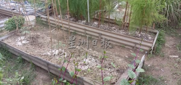 供FB/菜价高涨后,菜园频现偷菜贼