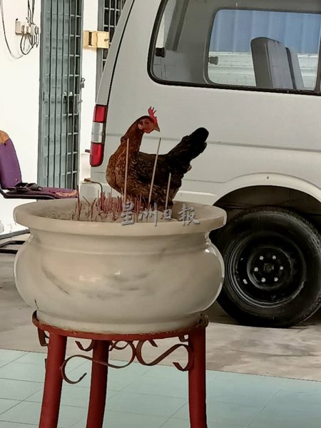 供fb/马口马佛总大殿前,山鸡香炉下蛋