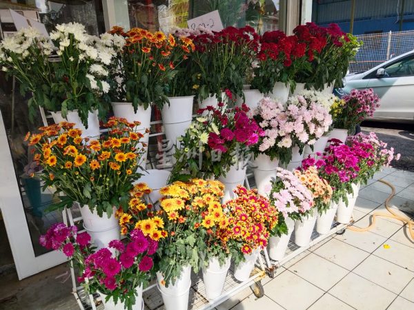 供fb:花农为减少亏损减产,鲜花市场供不应求、价格飙涨