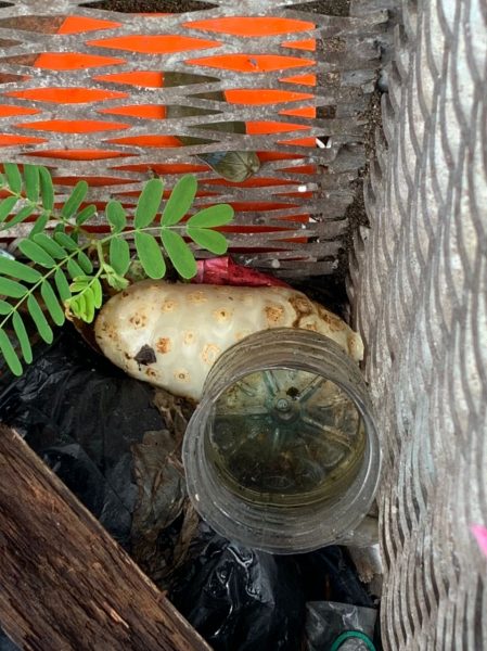 大都会/安邦新村11路出现数宗骨痛热症病例,积水的地点蚊虫滋长