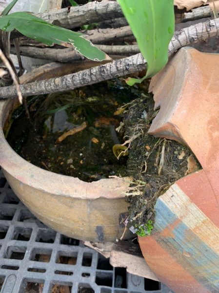 大都会/安邦新村11路出现数宗骨痛热症病例,积水的地点蚊虫滋长