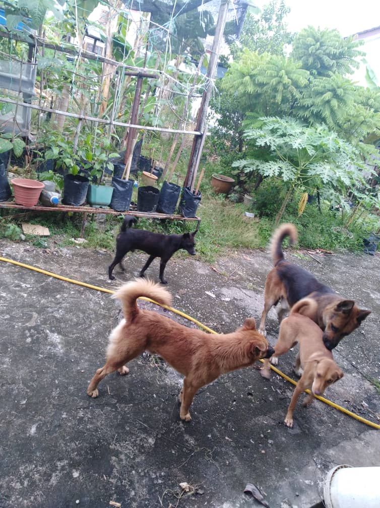 封面-大都会/动物滋扰成市议会第一大投诉/9图