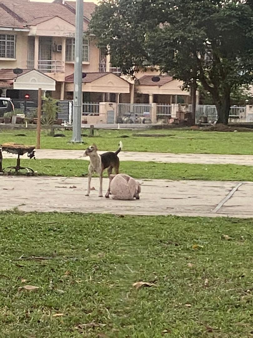 封面-大都会/动物滋扰成市议会第一大投诉/9图