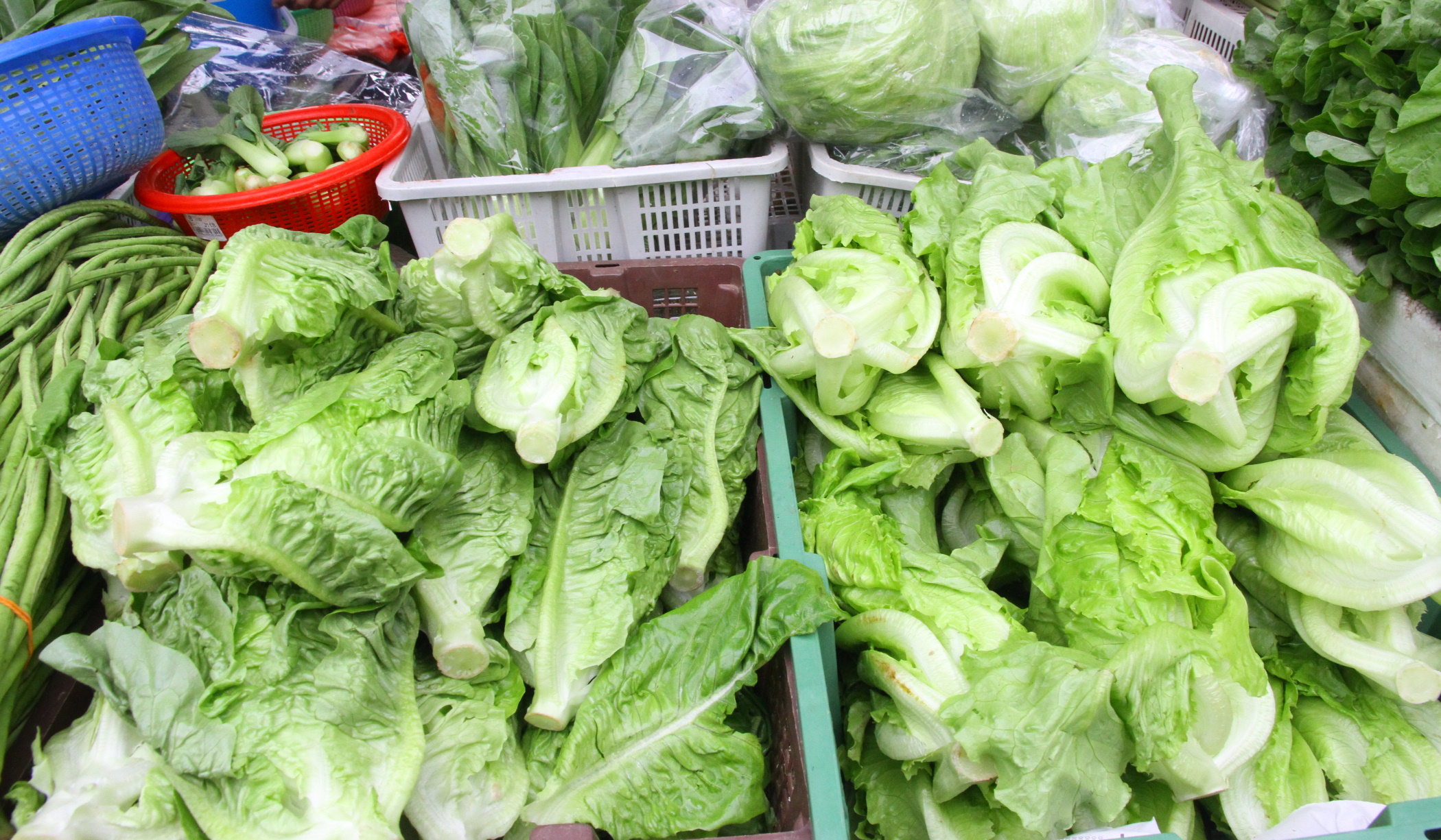 封面－大都会/跟进蔬菜涨价／13图