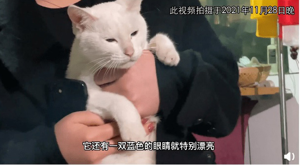 小猫被电死？ 《当家主母》发视频报警证健在