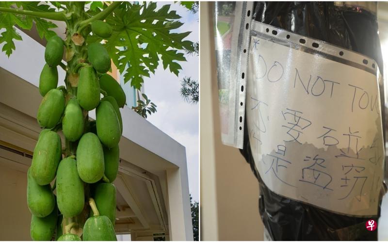 屋主装电眼抓正木瓜贼 怒贴告示“别碰我,盗贼”