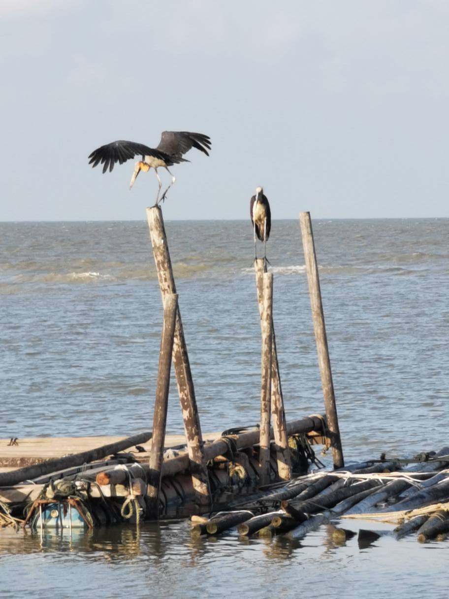 **已签发(请置头条)**柔:封面:特稿:【复苏期中乡镇游】之麻坡篇:走进渔村体验悠闲,到巴冬走一趟人文生态之旅