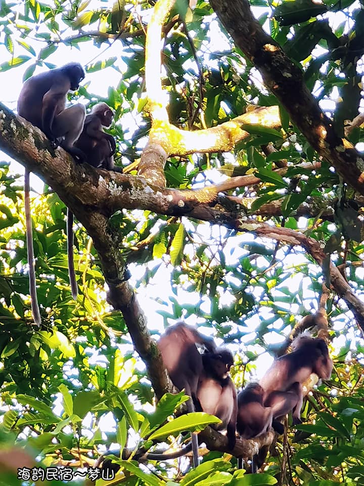 **已签发(请置头条)**柔:封面:特稿:【复苏期中乡镇游】之麻坡篇:走进渔村体验悠闲,到巴冬走一趟人文生态之旅