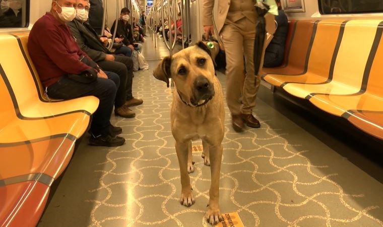 拚图)伊斯坦堡名犬Boji遭栽赃在轻轨便便 市府揪出犯案者将提告