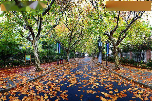 拼盘 2图／落叶不扫景观道路开放　展现漂亮城市景色