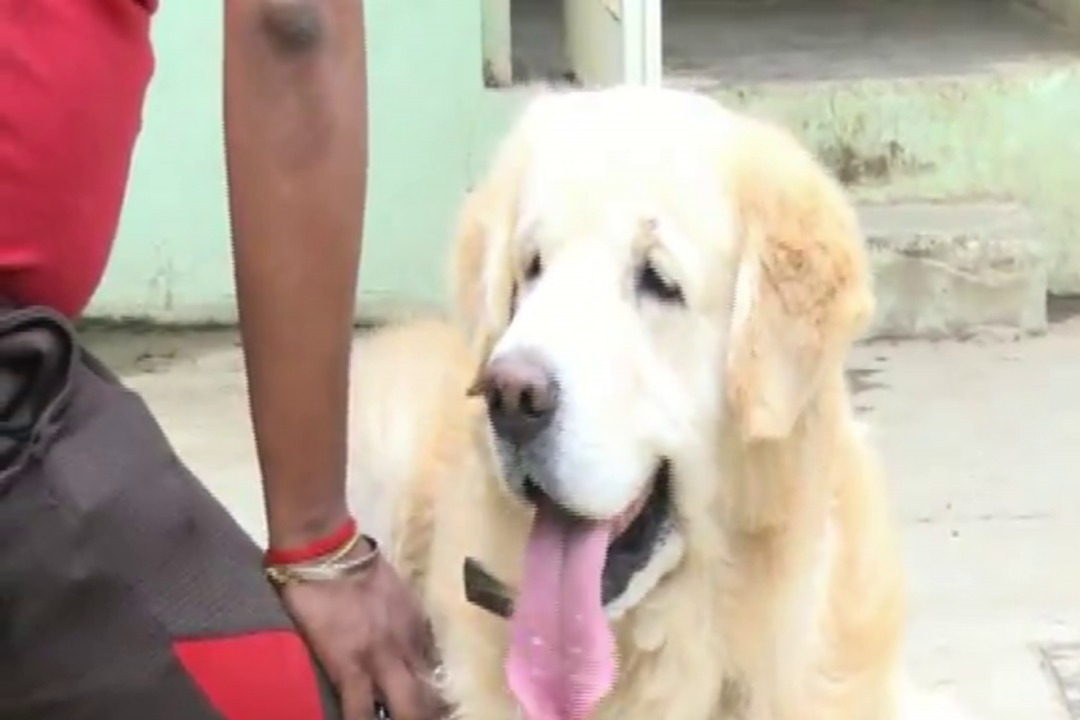 拼盘 金毛犬敏锐发现火源 救150条生命逃火劫