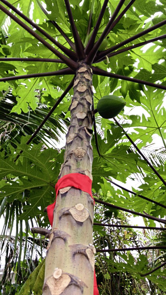 昔约今城／郑锦华／染出生活五颜六色的布