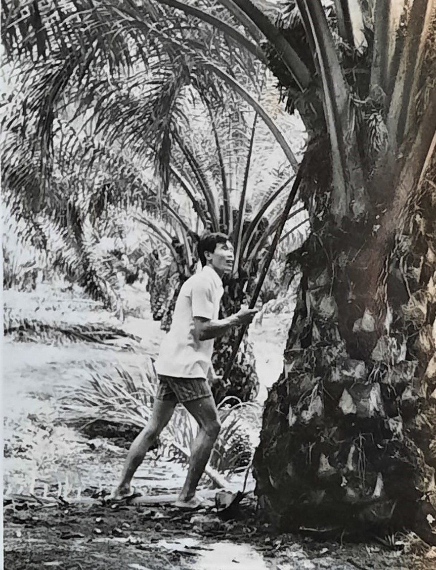 有故事的人（见报日23/11）：70年代的割棕果工人