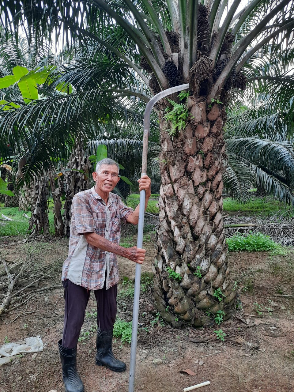 有故事的人（见报日23/11）：70年代的割棕果工人