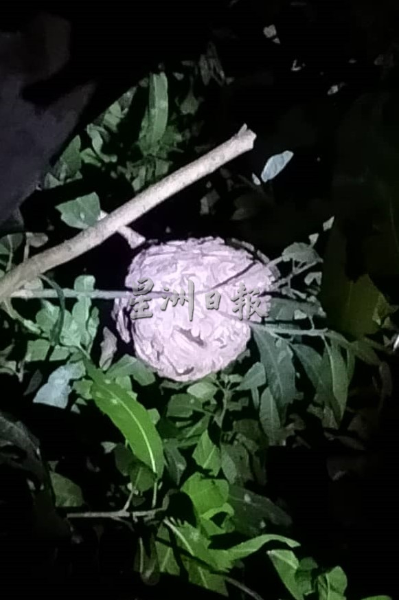 柔:加拉巴沙威出现两处蜂窝,蛰伤路人,志消队经助烧毁蜂窝