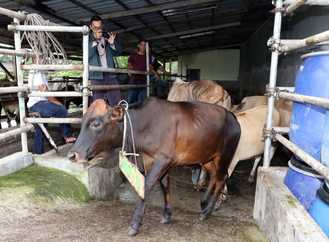 柔:新闻:州议会:三苏巴里:进口活牲畜逾9002万 柔畜牧业不足应付所需