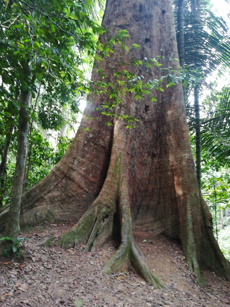 柔:特稿:【复苏期中乡镇游】之居銮:漫步老街登高望远,居銮也可以这样玩