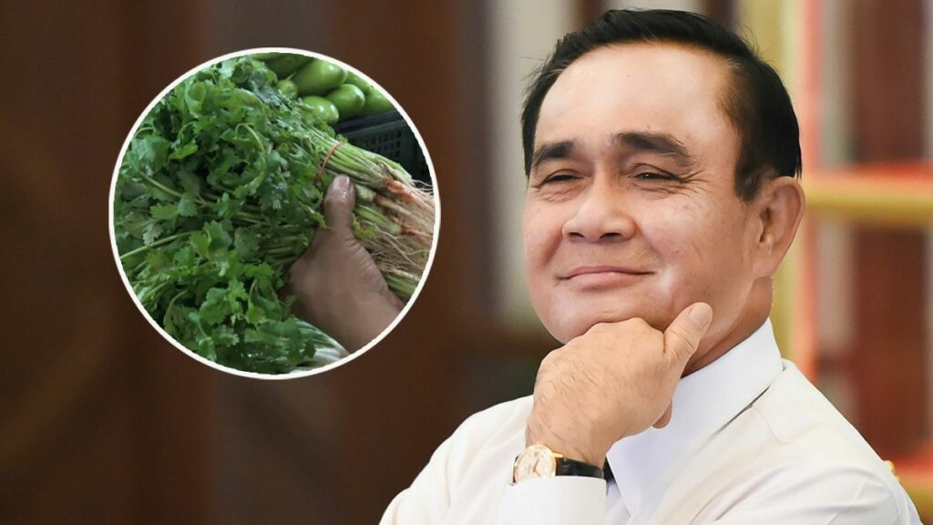 泰香菜价格飙涨 巴育下令军区栽种