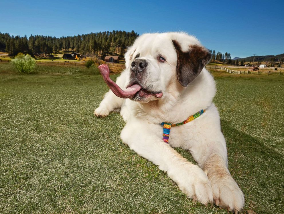 狗界“长舌妇 ”18.58公分萌犬过世 逗趣舔花生酱模样再也看不到